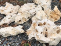 コーラルロック200-300 コーラルロック200-300