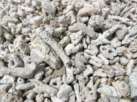 コーラルペブル25 コーラルペブル25